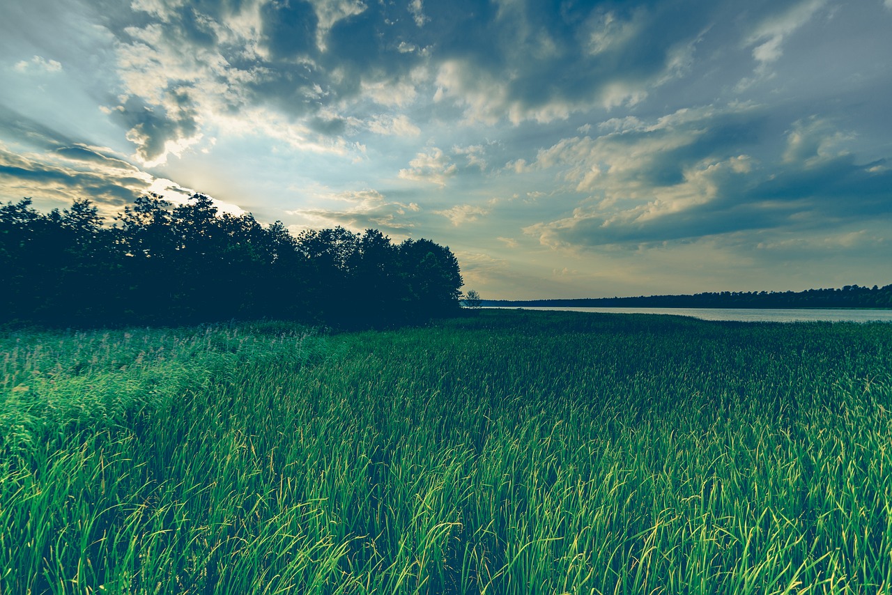 Meadow landscape with tall grass and trees in the background, by DariuszSankowski on Pixabay.